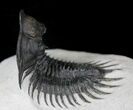 Arched Delocare (Saharops) Trilobite - Great Eyes & Spines #23296-8